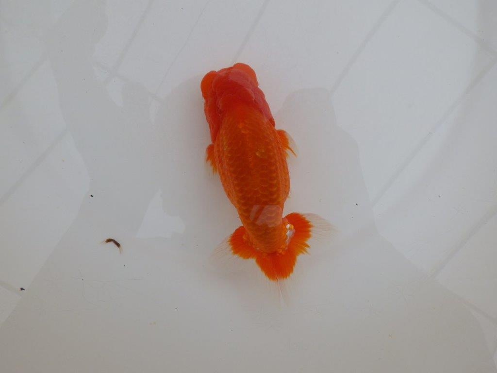 【岡山村上暢彦氏作】尾の雰囲気が素晴らしいらんちゅう　明け弐歳魚　 　約15㎝　オス？