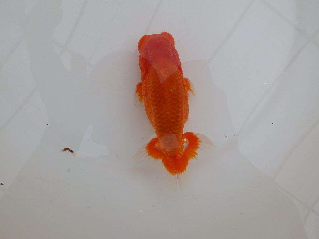 【岡山村上暢彦氏作】尾の雰囲気が素晴らしいらんちゅう　明け弐歳魚　 　約15㎝　オス？