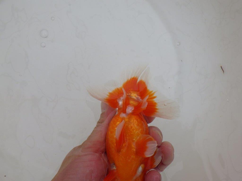 【岡山村上暢彦氏作】尾の雰囲気が素晴らしいらんちゅう　明け弐歳魚　 　約15㎝　オス？