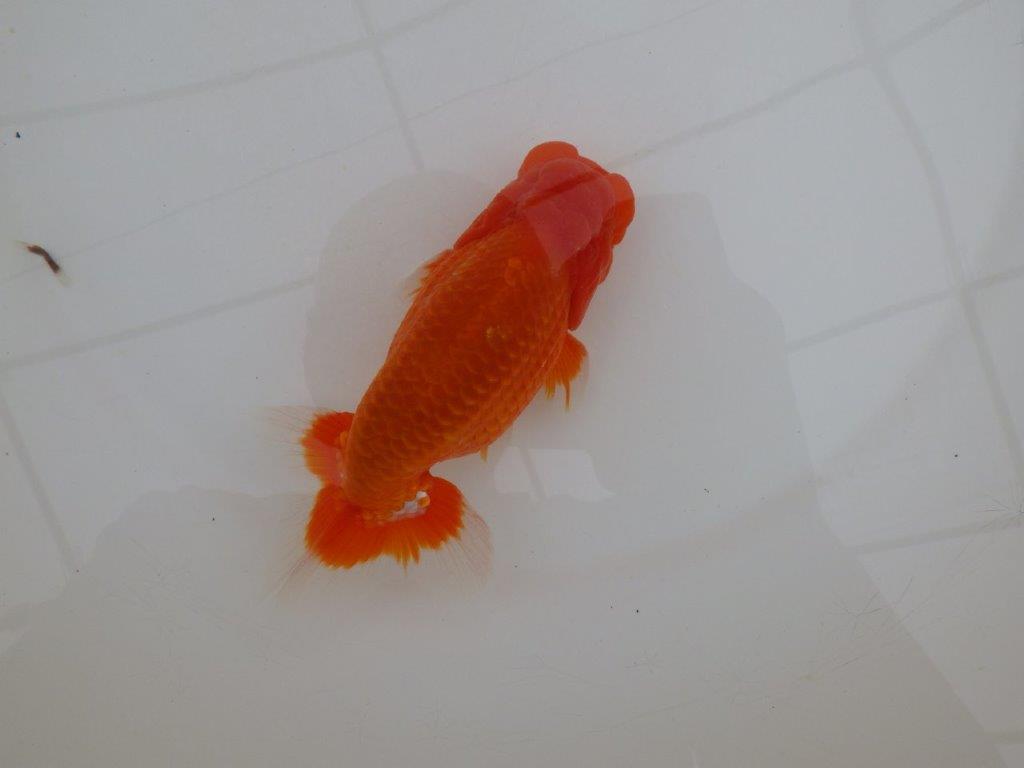 【岡山村上暢彦氏作】尾の雰囲気が素晴らしいらんちゅう　明け弐歳魚　 　約15㎝　オス？の上身