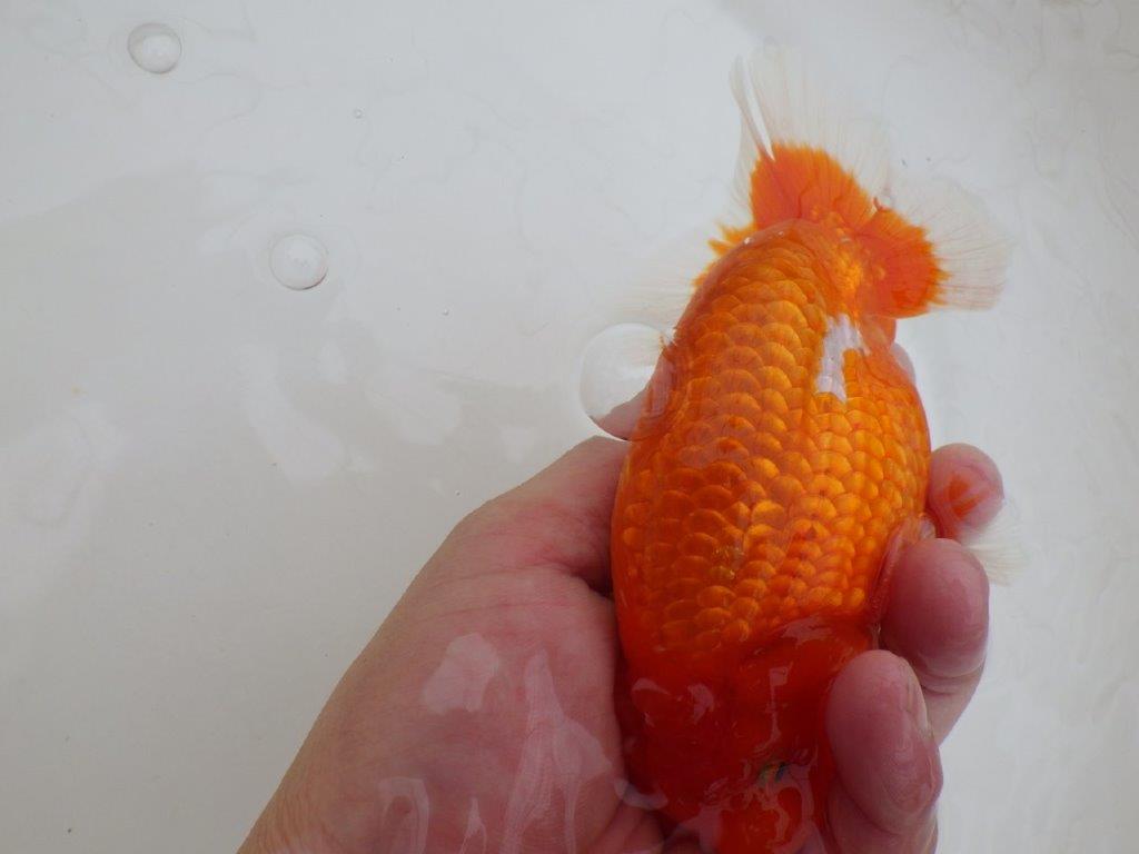 【岡山村上暢彦氏作】尾の雰囲気が素晴らしいらんちゅう　明け弐歳魚　 　約15㎝　オス？