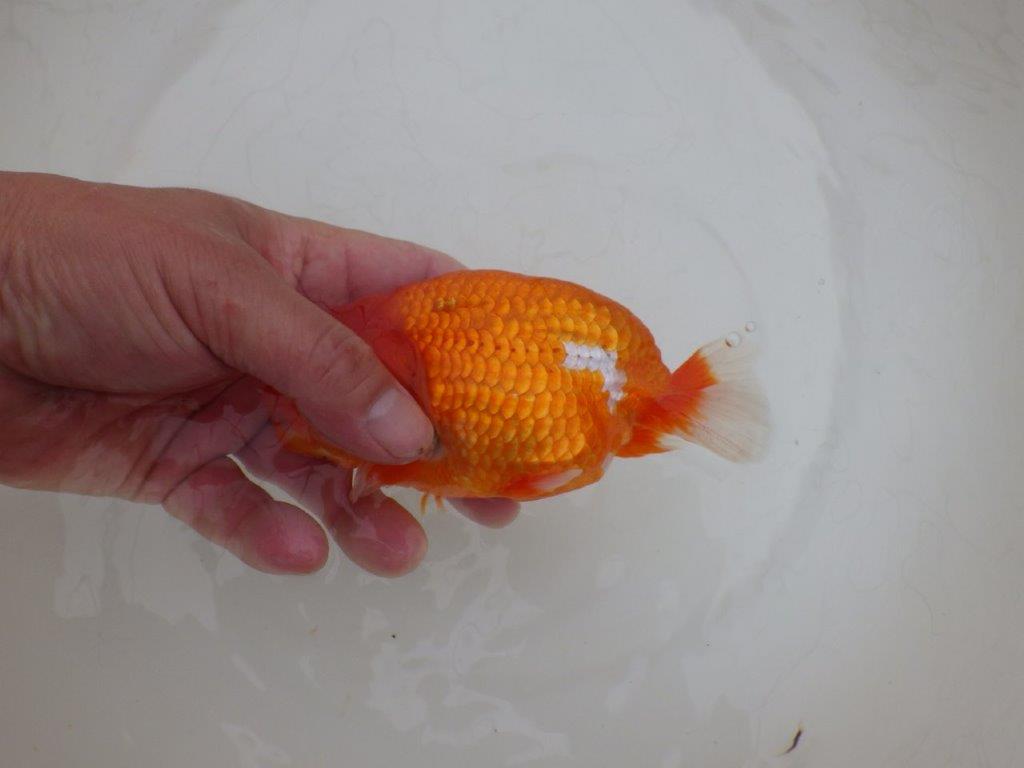 【岡山村上暢彦氏作】尾の雰囲気が素晴らしいらんちゅう　明け弐歳魚　 　約15㎝　オス？
