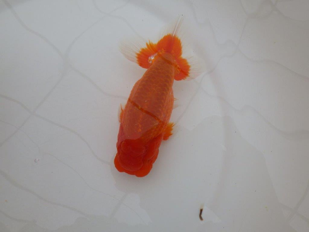 【岡山村上暢彦氏作】尾の雰囲気が素晴らしいらんちゅう　明け弐歳魚　 　約15㎝　オス？