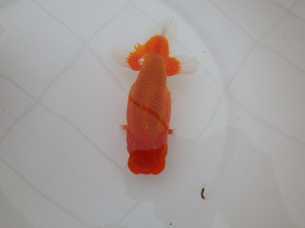 【岡山村上暢彦氏作】尾の雰囲気が素晴らしいらんちゅう　明け弐歳魚　 　約15㎝　オス？
