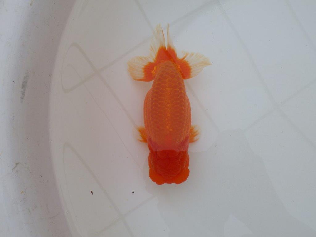 【岡山村上暢彦氏作】コメントをご覧ください　明け弐歳魚　 　約16㎝　オス？
