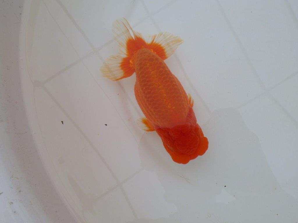 【岡山村上暢彦氏作】コメントをご覧ください　明け弐歳魚　 　約16㎝　オス？の上身