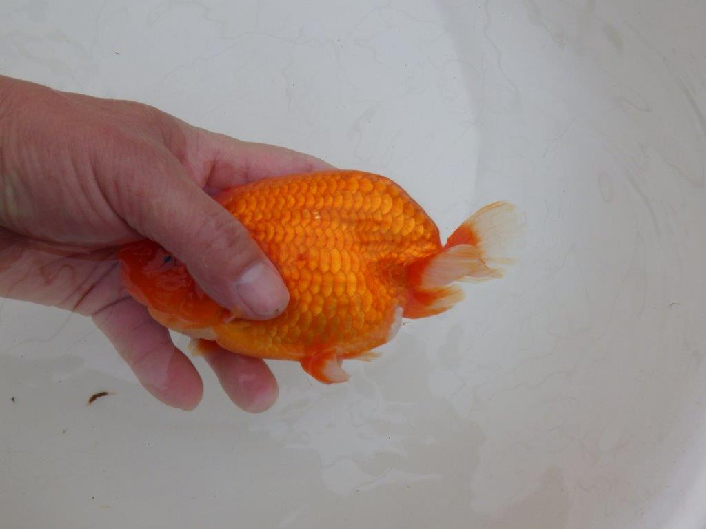 【岡山村上暢彦氏作】コメントをご覧ください　明け弐歳魚　 　約16㎝　オス？