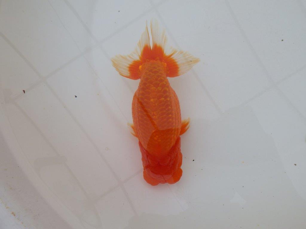 【岡山村上暢彦氏作】コメントをご覧ください　明け弐歳魚　 　約16㎝　オス？