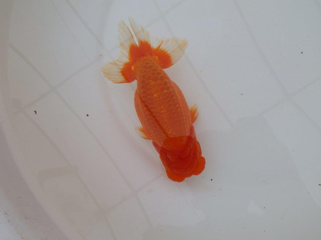 【岡山村上暢彦氏作】コメントをご覧ください　明け弐歳魚　 　約16㎝　オス？
