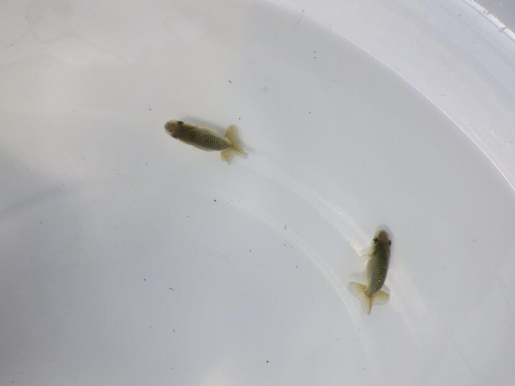 逸品ドリームセット！　約5ｃｍ～２尾セット　予約【愛知超優良系統様作】