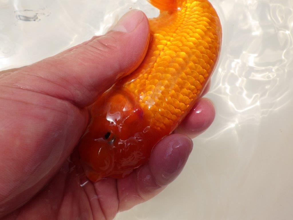 【松田力三氏】素材が良く飼い込みお勧め明け二歳らんちゅう 約14,5㎝オス