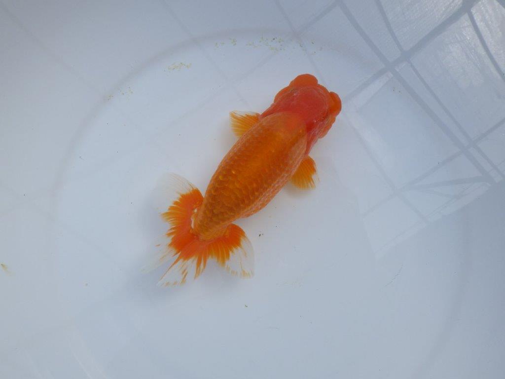 【管理魚】豊橋優遊会二歳会 行司一(12席)入賞らんちゅう約17㎝ オス