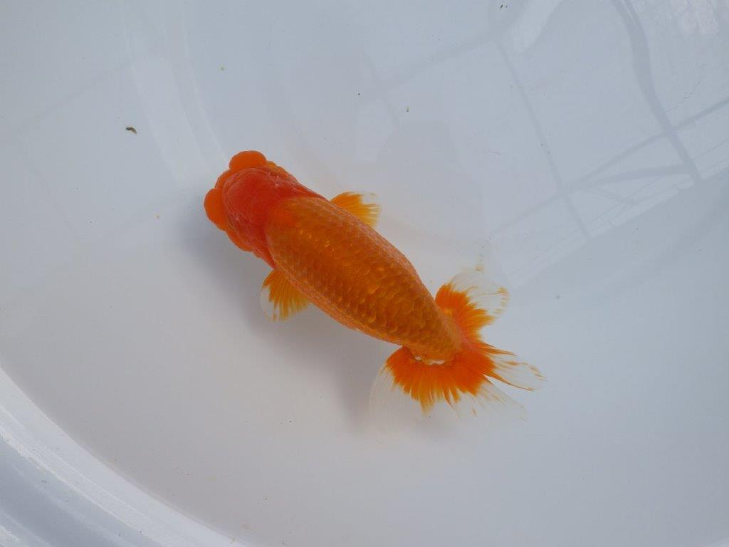 【管理魚】豊橋優遊会二歳会 行司一(12席)入賞らんちゅう約17㎝ オス