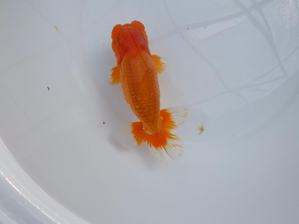 【管理魚】豊橋優遊会二歳会 行司一(12席)入賞らんちゅう約17㎝ オス