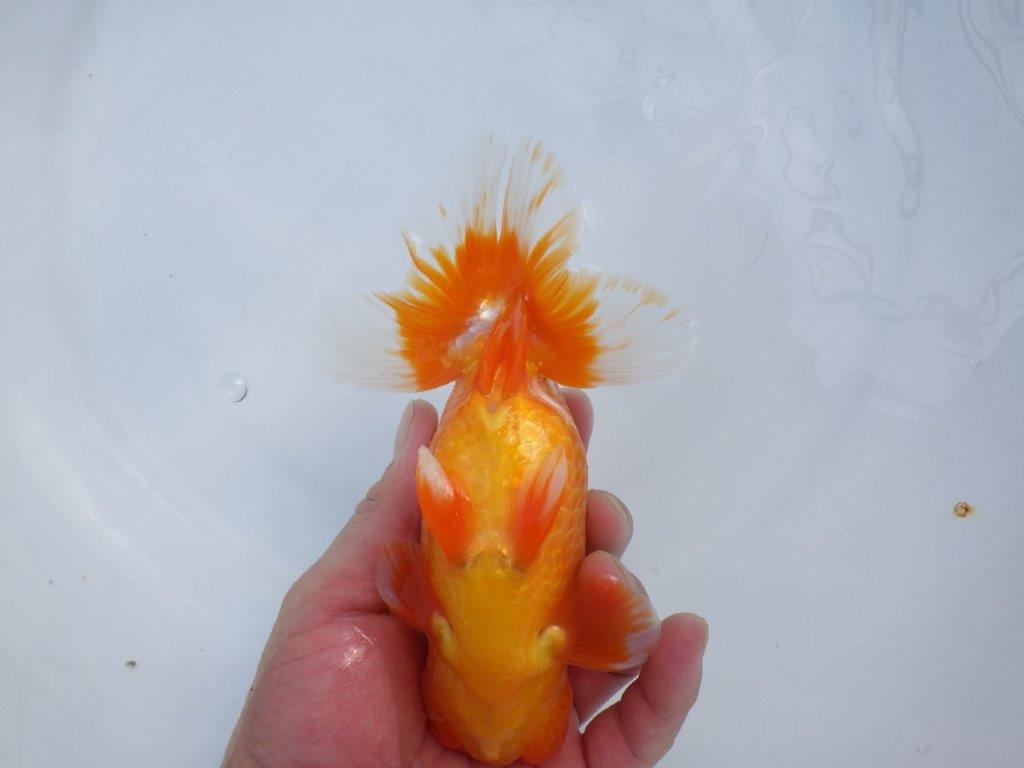 【管理魚】豊橋優遊会二歳会 行司一(12席)入賞らんちゅう約17㎝ オス