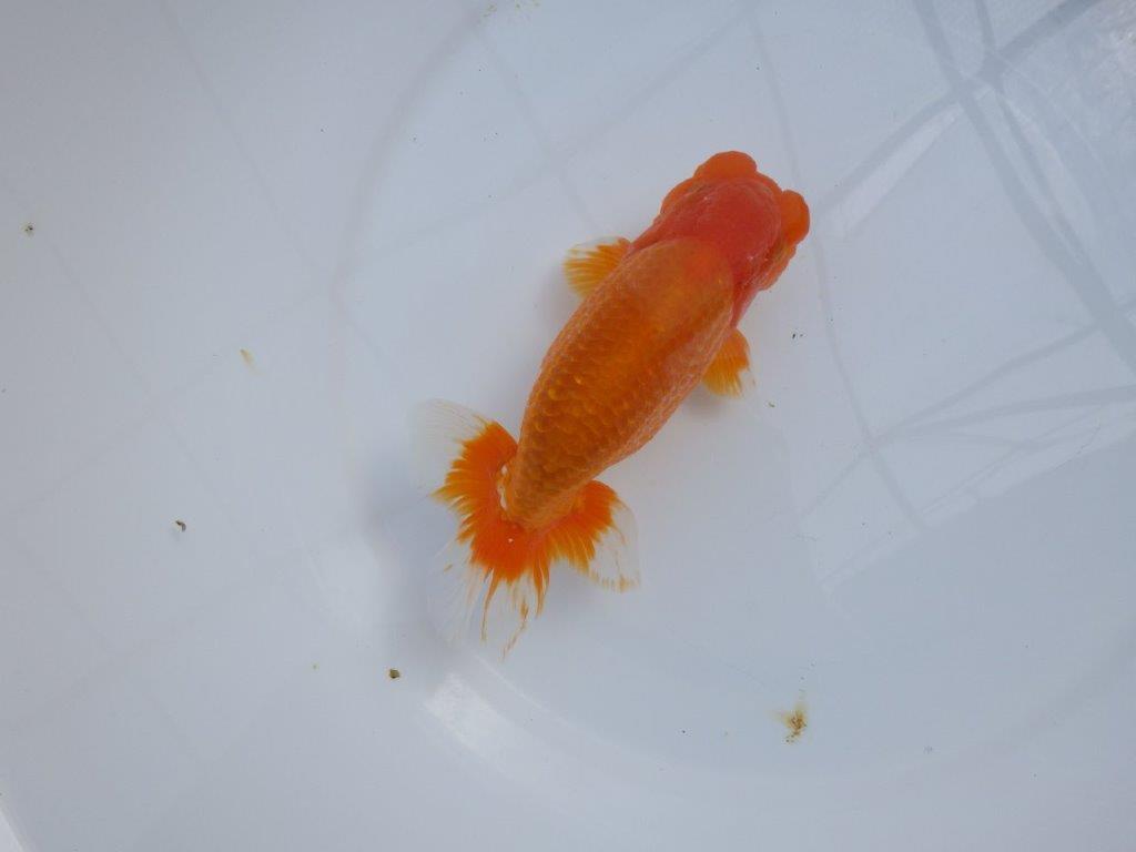 【管理魚】豊橋優遊会二歳会 行司一(12席)入賞らんちゅう約17㎝ オス