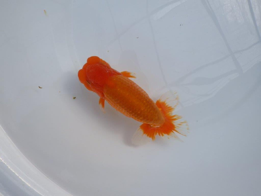 【管理魚】豊橋優遊会二歳会 行司一(12席)入賞らんちゅう約17㎝ オス