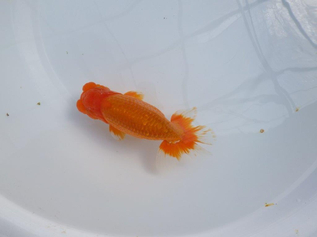 【管理魚】豊橋優遊会二歳会 行司一(12席)入賞らんちゅう約17㎝ オス
