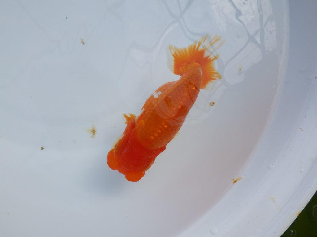 【管理魚】豊橋優遊会二歳会　東前頭四（２３席）入賞らんちゅう約17㎝ メス