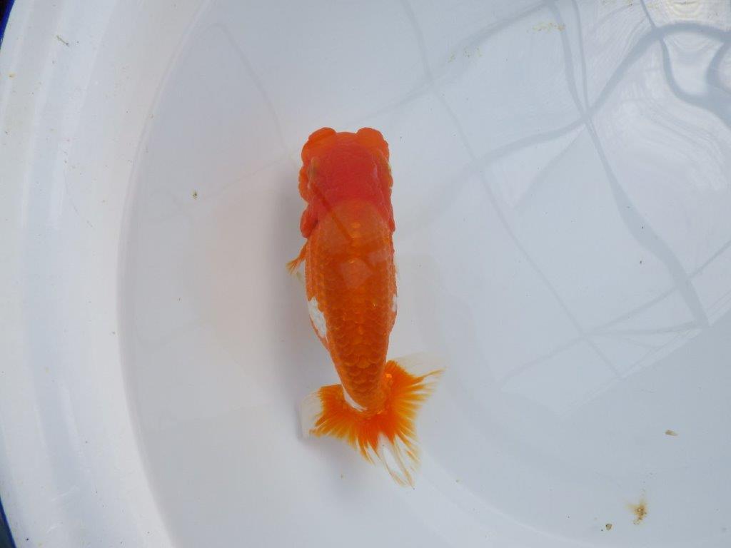 【管理魚】豊橋優遊会二歳会　東前頭四（２３席）入賞らんちゅう約17㎝ メス