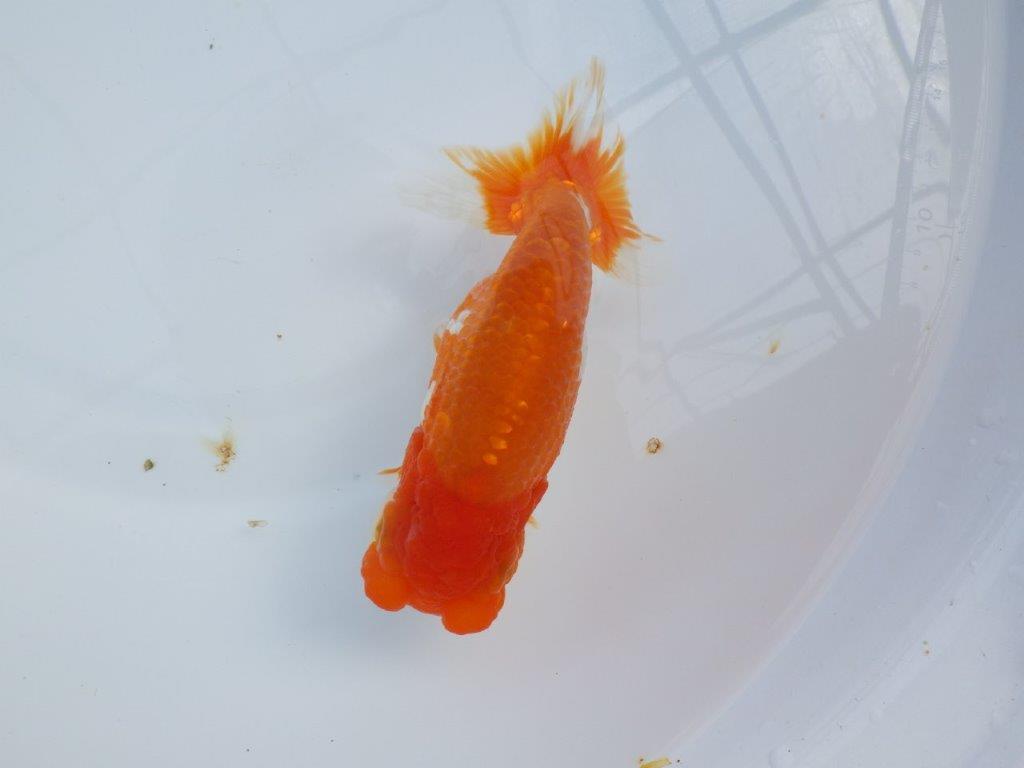 【管理魚】豊橋優遊会二歳会　東前頭四（２３席）入賞らんちゅう約17㎝ メス