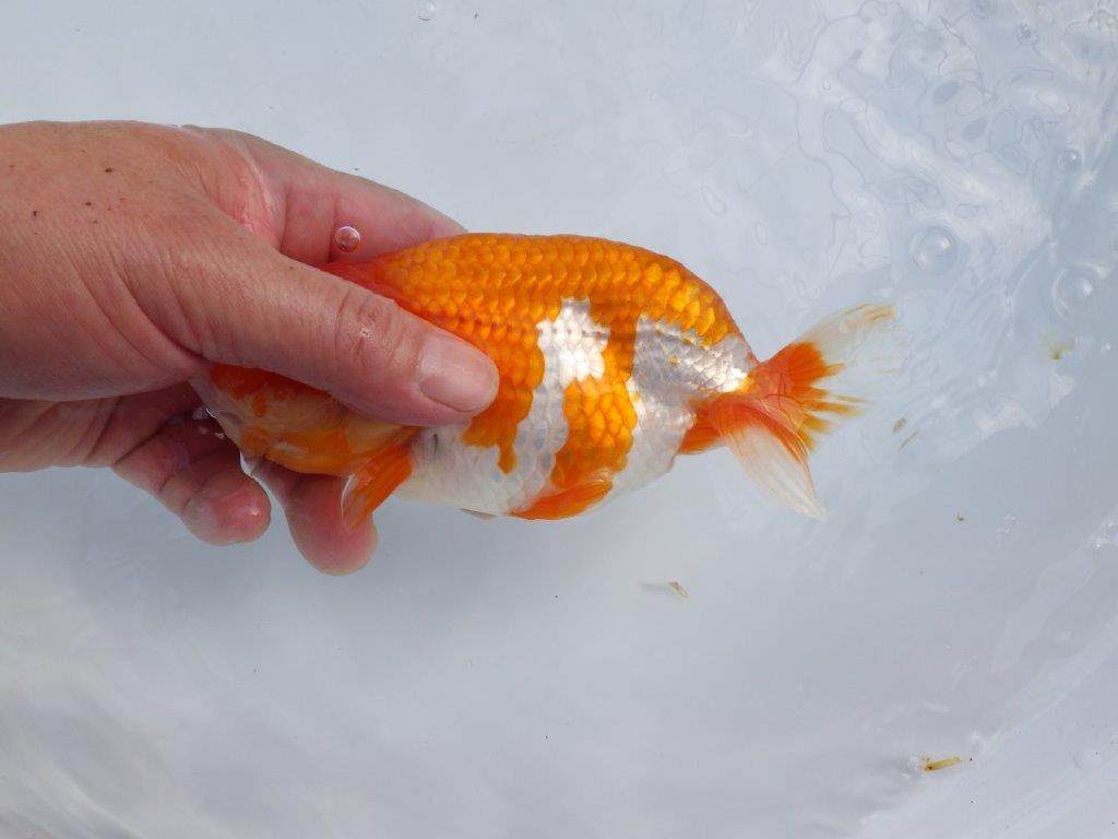 【管理魚】豊橋優遊会二歳会　東前頭四（２３席）入賞らんちゅう約17㎝ メス