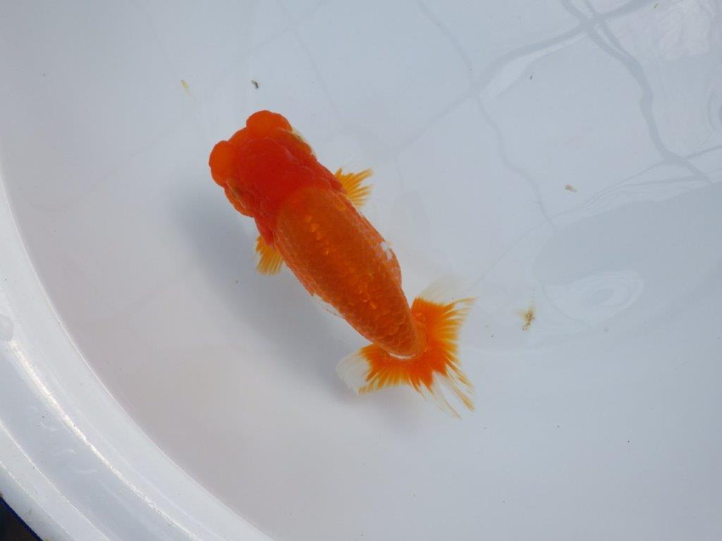 【管理魚】豊橋優遊会二歳会　東前頭四（２３席）入賞らんちゅう約17㎝ メス