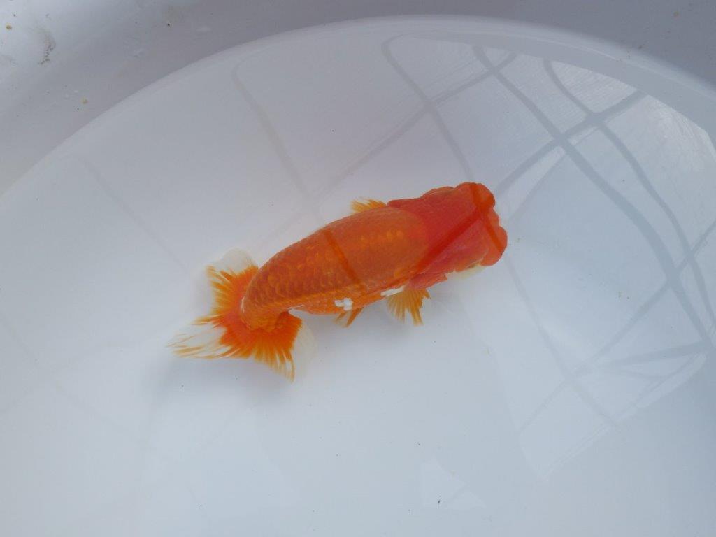 【管理魚】豊橋優遊会二歳会　東前頭四（２３席）入賞らんちゅう約17㎝ メス