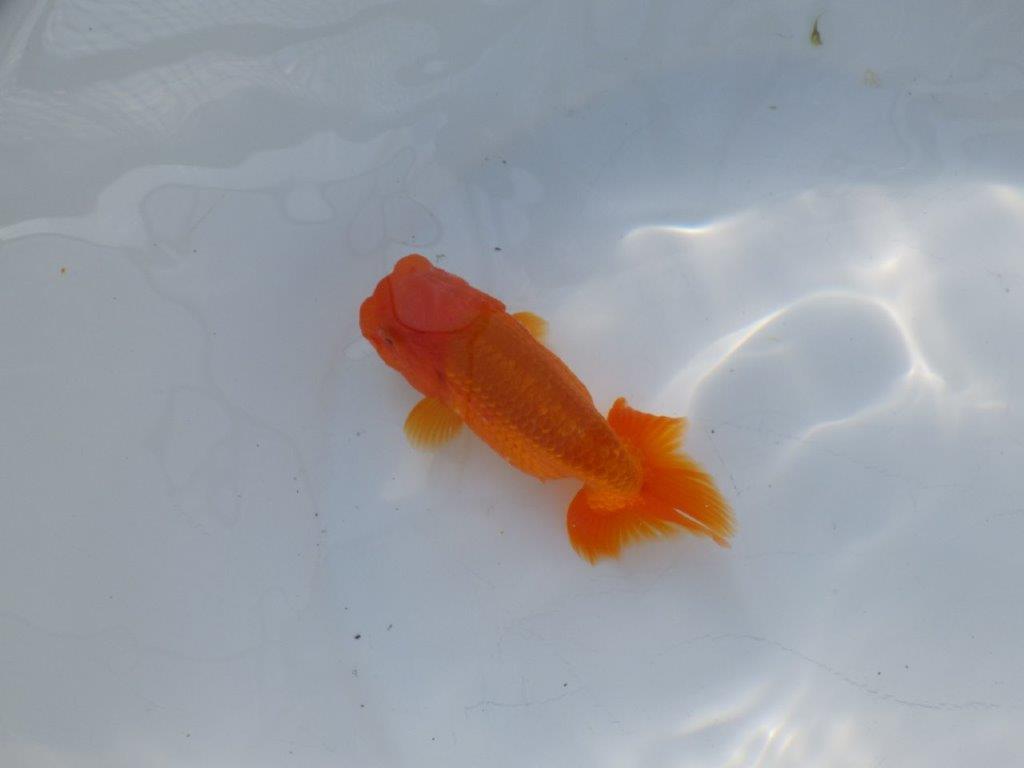 尾の雰囲気が良いらんちゅう　明け二歳魚　 　約13ｃｍ　メス【管理魚】