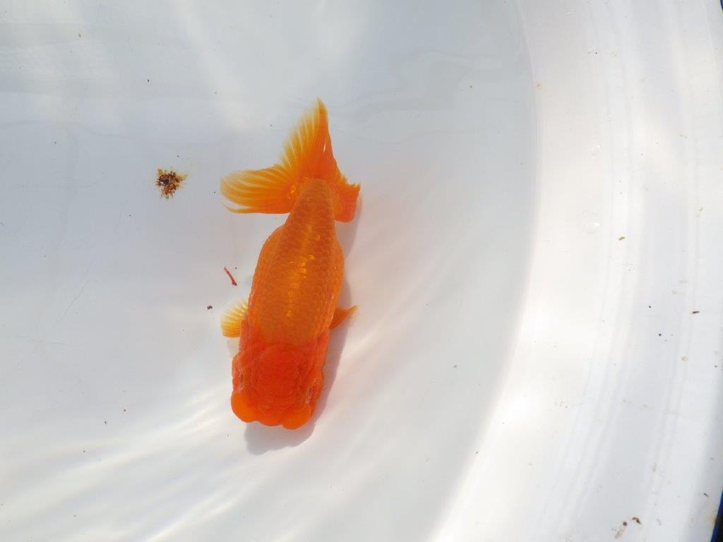 尾の雰囲気が良いらんちゅう　明け二歳魚　 　約13ｃｍ　メス【管理魚】