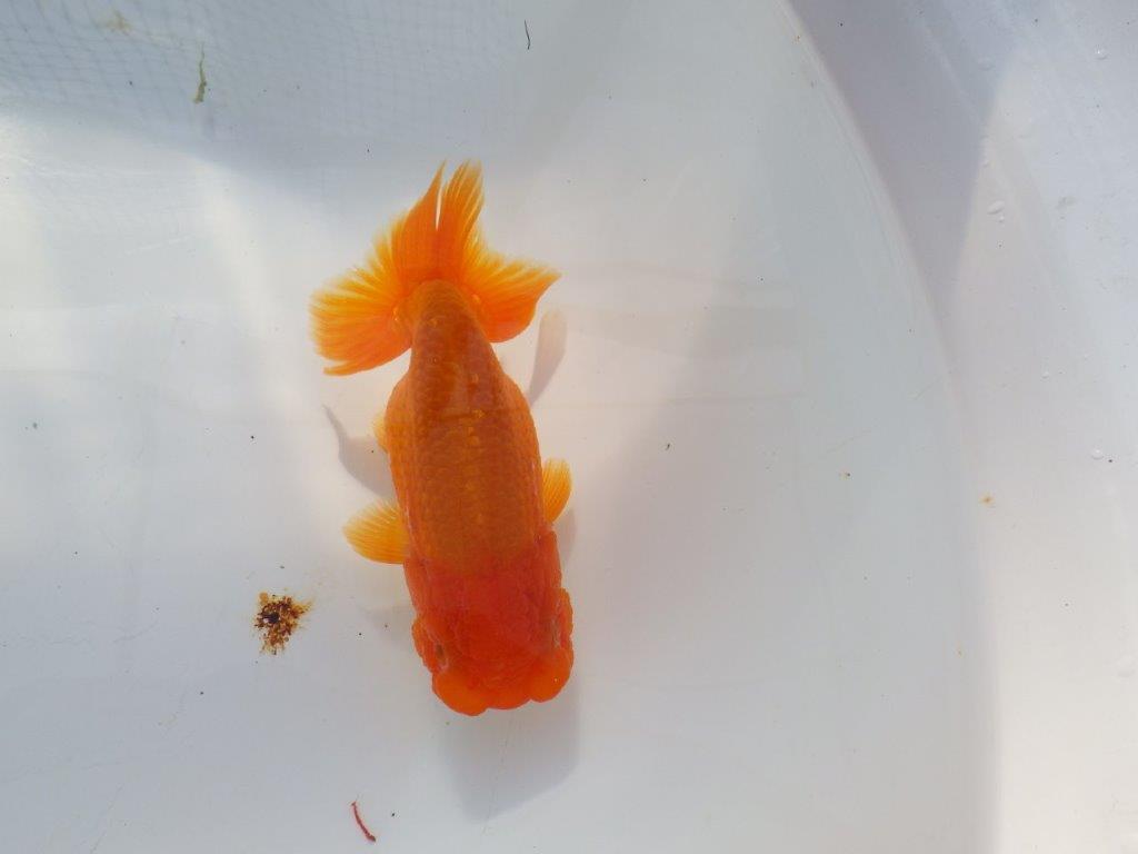 尾の雰囲気が良いらんちゅう　明け二歳魚　 　約13ｃｍ　メス【管理魚】