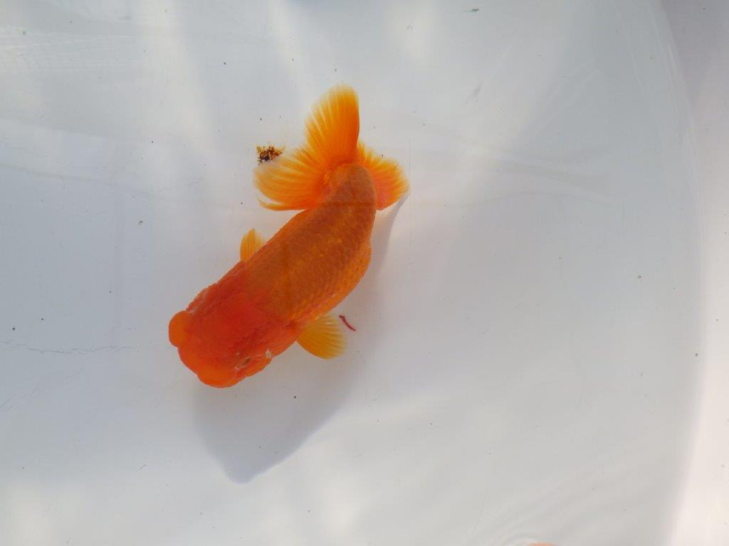 尾の雰囲気が良いらんちゅう　明け二歳魚　 　約13ｃｍ　メス【管理魚】