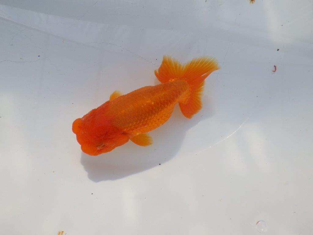 尾の雰囲気が良いらんちゅう　明け二歳魚　 　約13ｃｍ　メス【管理魚】の上身