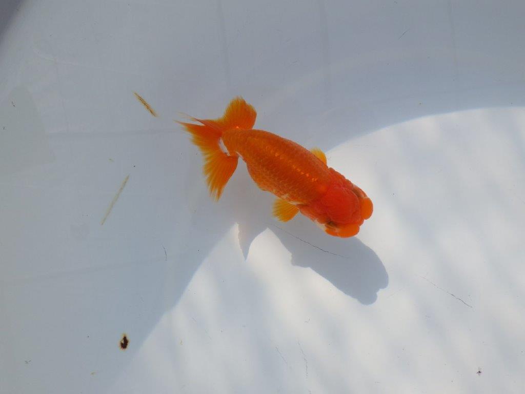 尾張りが良くインパクトのある　明け二歳魚　 　約11ｃｍ　オス【管理魚】