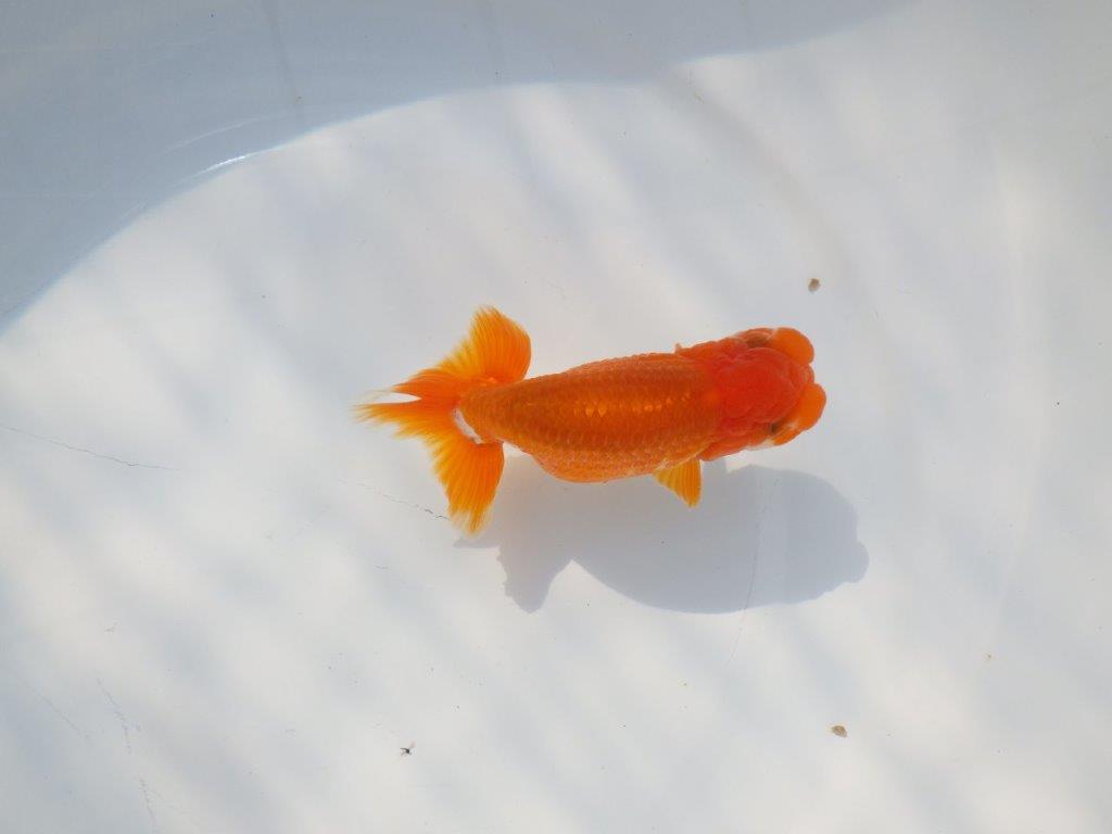 尾張りが良くインパクトのある　明け二歳魚　 　約11ｃｍ　オス【管理魚】