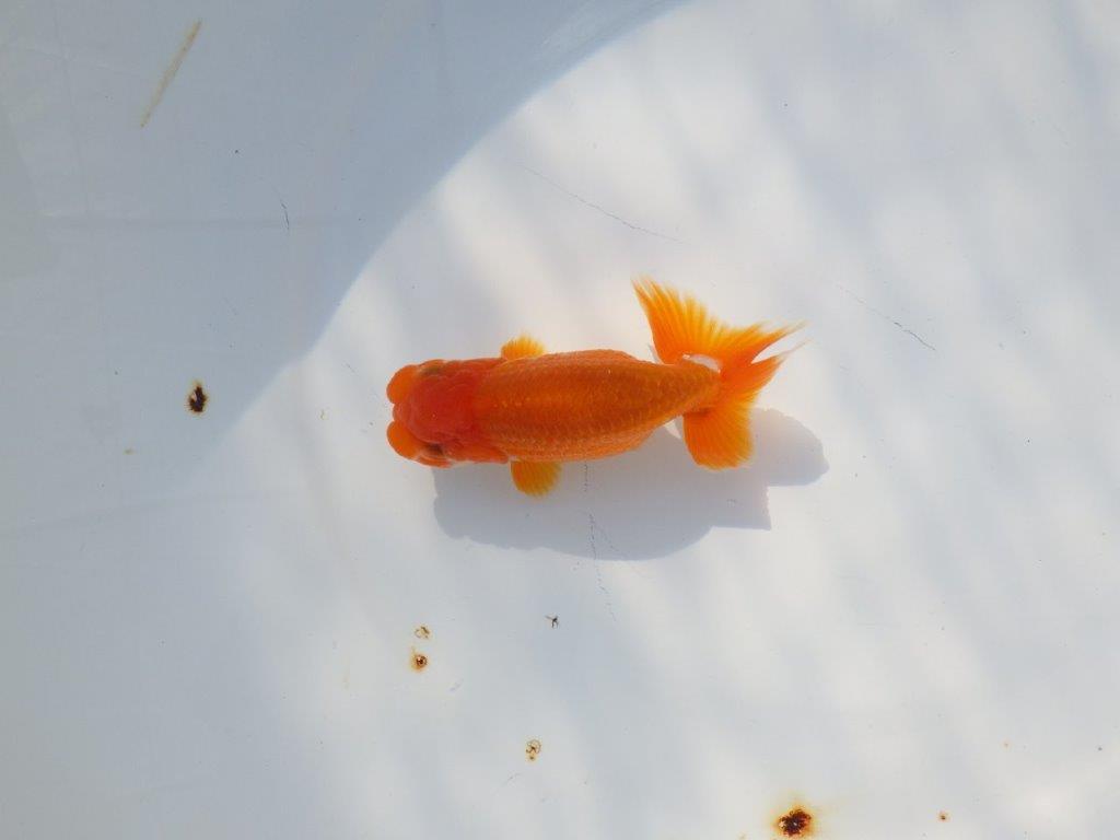 尾張りが良くインパクトのある　明け二歳魚　 　約11ｃｍ　オス【管理魚】