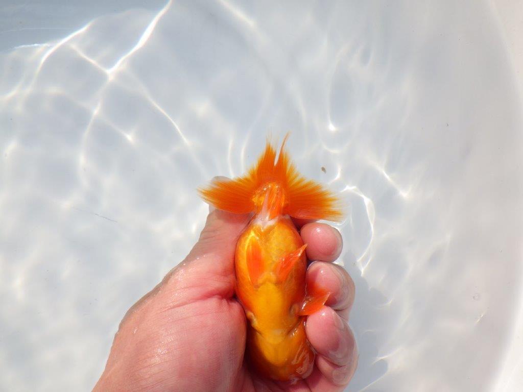 尾張りが良くインパクトのある　明け二歳魚　 　約11ｃｍ　オス【管理魚】