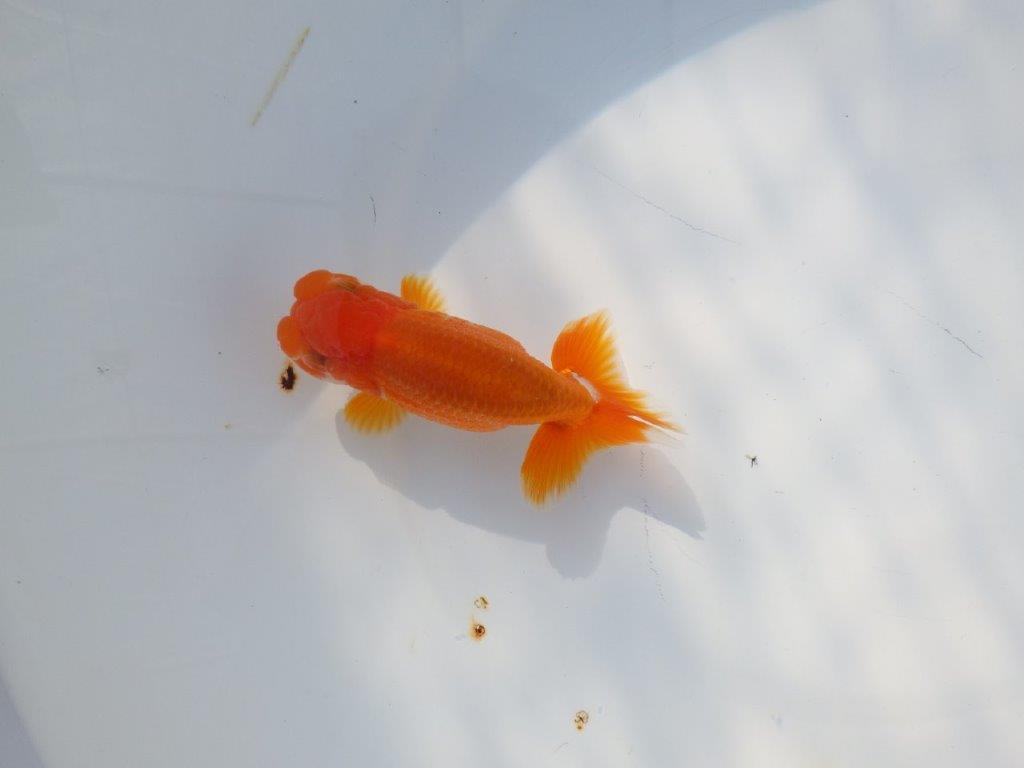 尾張りが良くインパクトのある　明け二歳魚　 　約11ｃｍ　オス【管理魚】