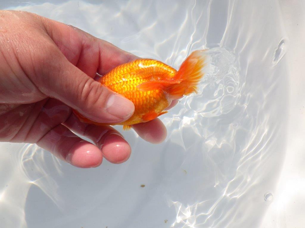 尾張りが良くインパクトのある　明け二歳魚　 　約11ｃｍ　オス【管理魚】