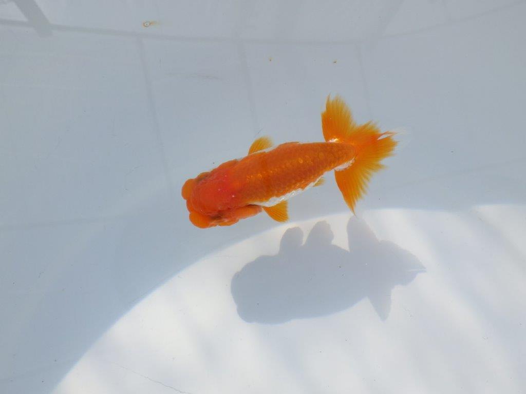 頭が良く尾張りも良い派手な更紗　明け二歳魚　 　約10ｃｍ　オス【管理魚】