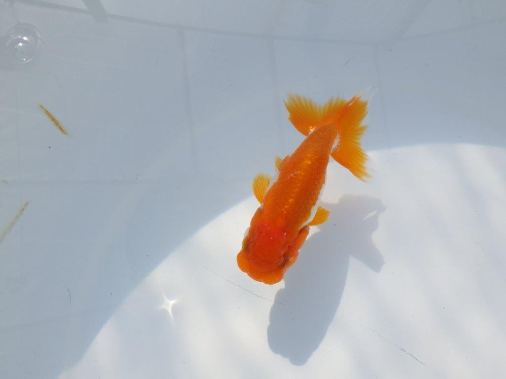 頭が良く尾張りも良い派手な更紗　明け二歳魚　 　約10ｃｍ　オス【管理魚】