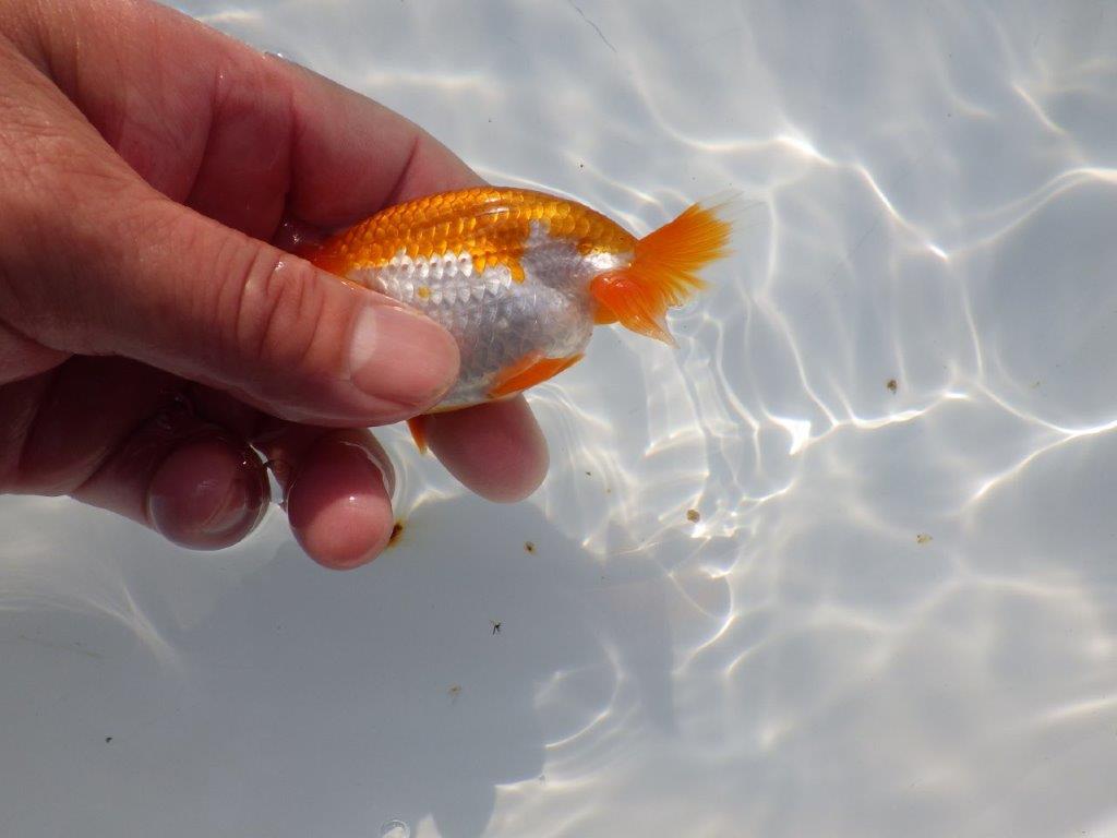頭が良く尾張りも良い派手な更紗　明け二歳魚　 　約10ｃｍ　オス【管理魚】
