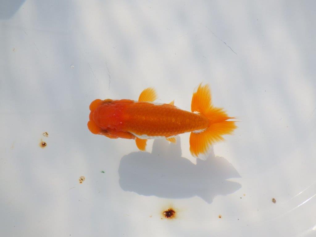 頭が良く尾張りも良い派手な更紗　明け二歳魚　 　約10ｃｍ　オス【管理魚】