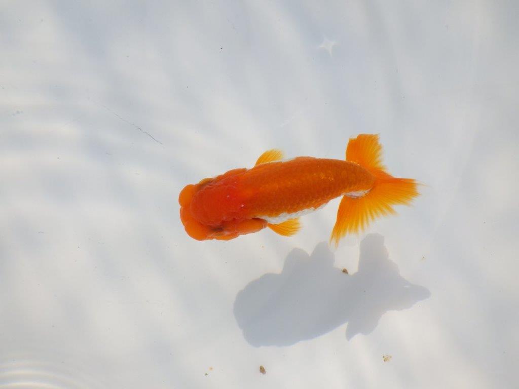 頭が良く尾張りも良い派手な更紗　明け二歳魚　 　約10ｃｍ　オス【管理魚】