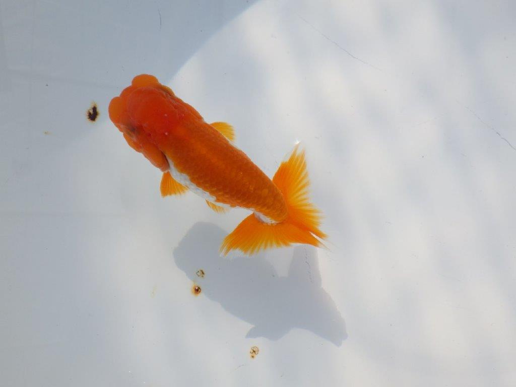 頭が良く尾張りも良い派手な更紗　明け二歳魚　 　約10ｃｍ　オス【管理魚】の上身