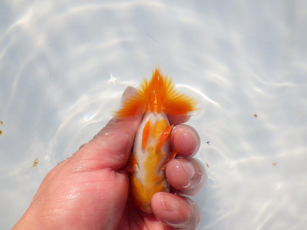 頭が良く尾張りも良い派手な更紗　明け二歳魚　 　約10ｃｍ　オス【管理魚】