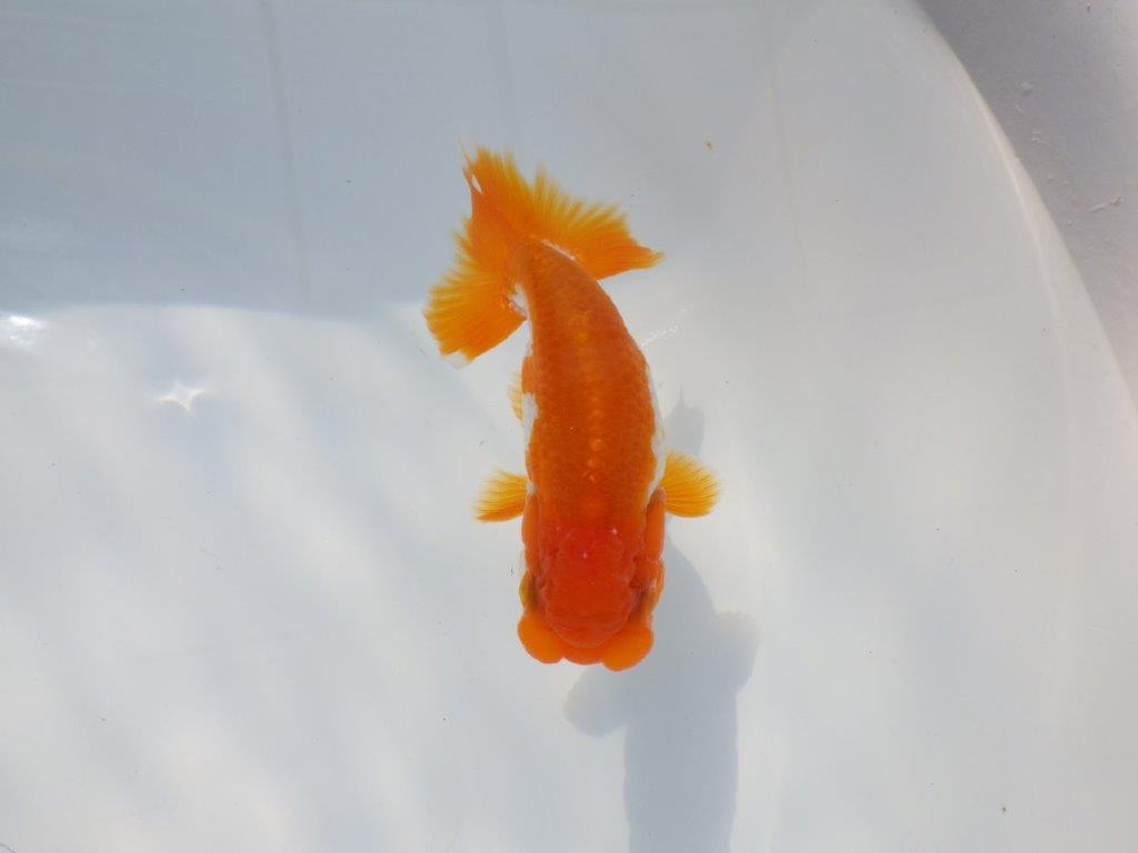 頭が良く尾張りも良い派手な更紗　明け二歳魚　 　約10ｃｍ　オス【管理魚】