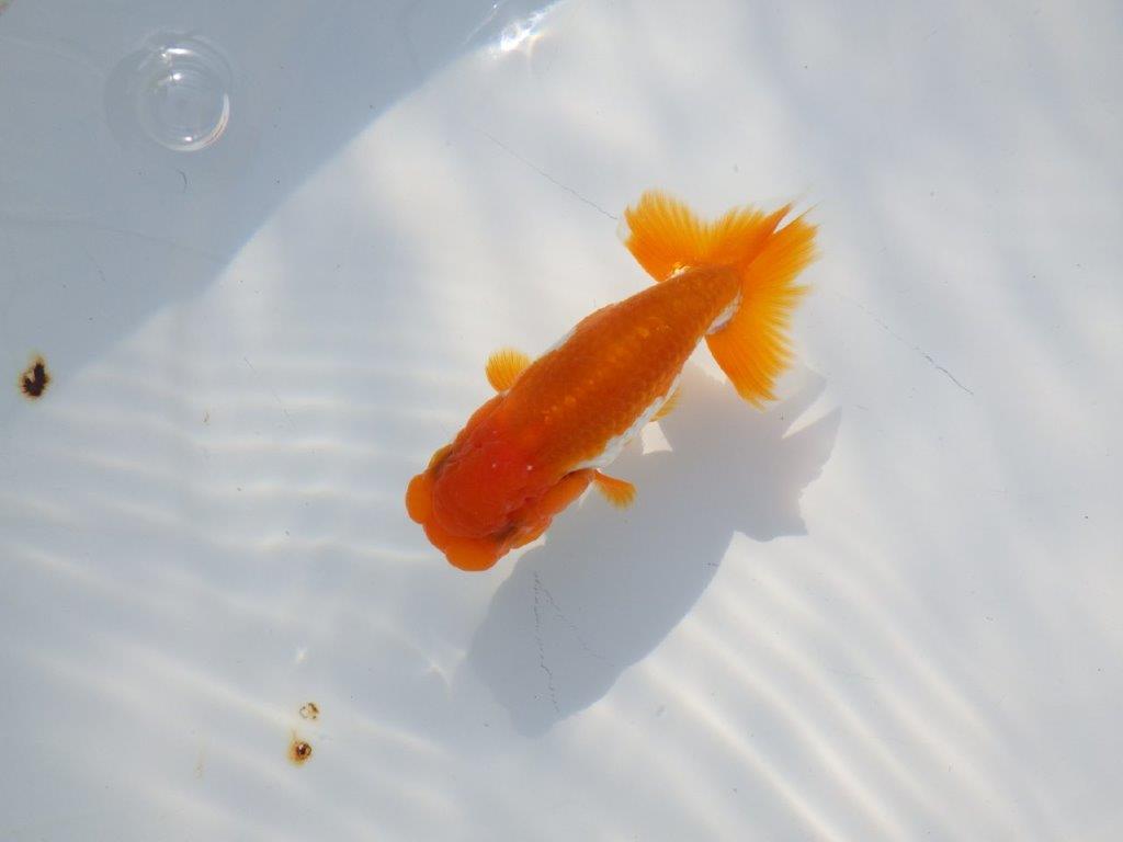 頭が良く尾張りも良い派手な更紗　明け二歳魚　 　約10ｃｍ　オス【管理魚】