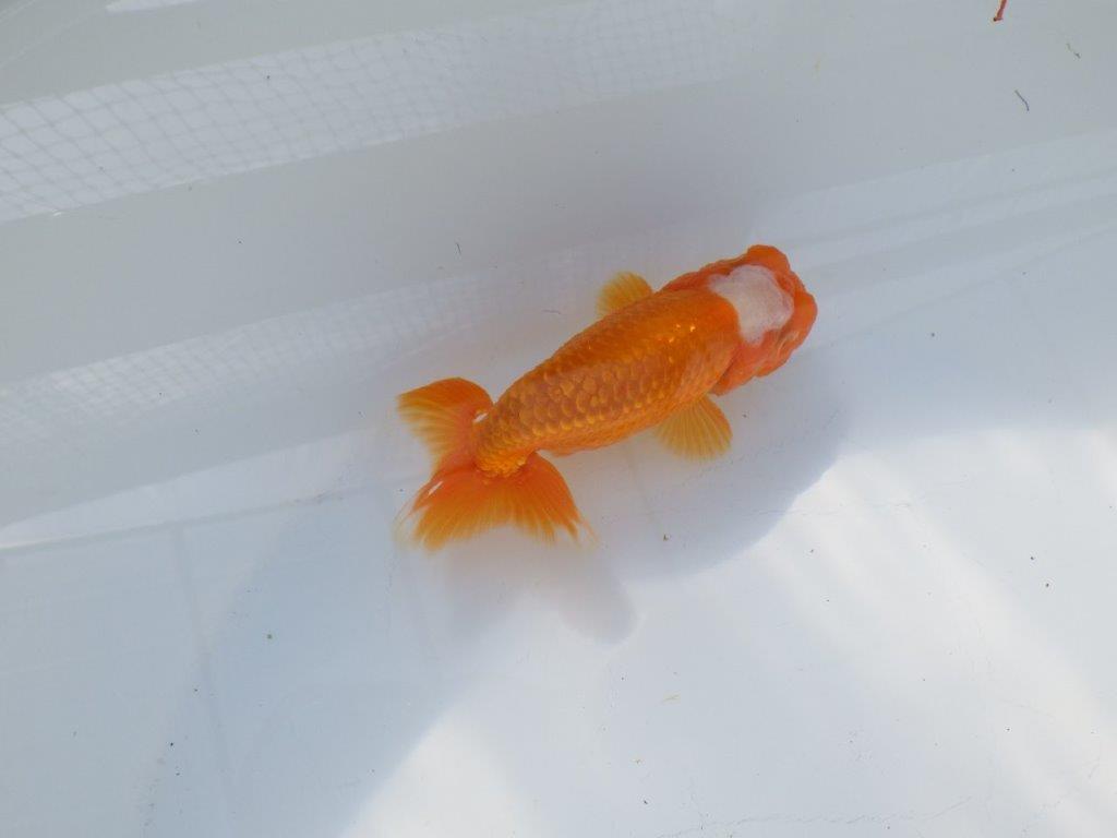 尾構えが良く見栄えの良い　明け二歳魚　 　約13ｃｍ　オス【管理魚】