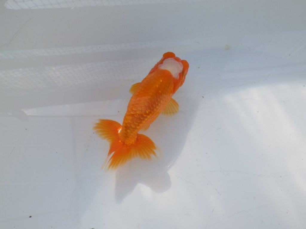 尾構えが良く見栄えの良い　明け二歳魚　 　約13ｃｍ　オス【管理魚】